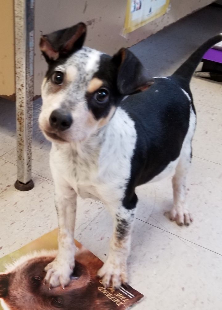 Queensland Heeler Mix