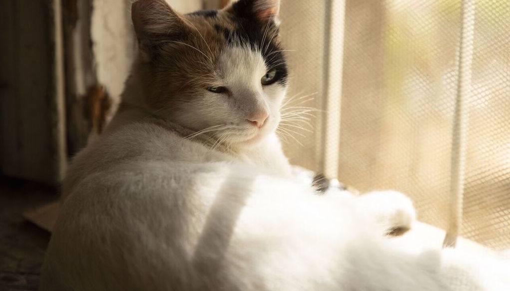 Cat for adoption - Boo, a Calico in Los Angeles, CA ...