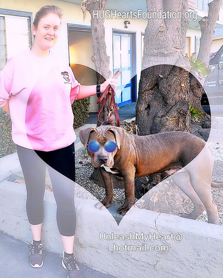Tomboy, an adoptable American Bully, American Staffordshire Terrier in Hermosa Beach, CA, 90254 | Photo Image 2