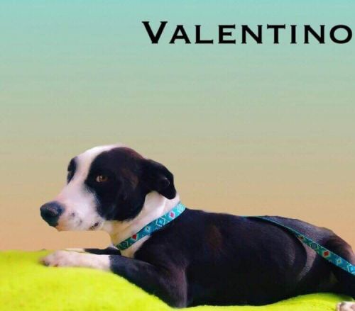 . Valentino .