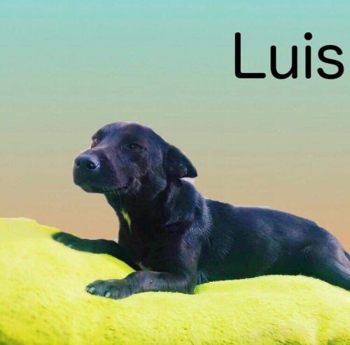 . Luis .