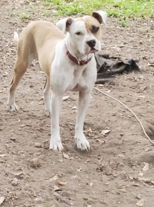 Blake (TX) Pit Bull Terrier Dog