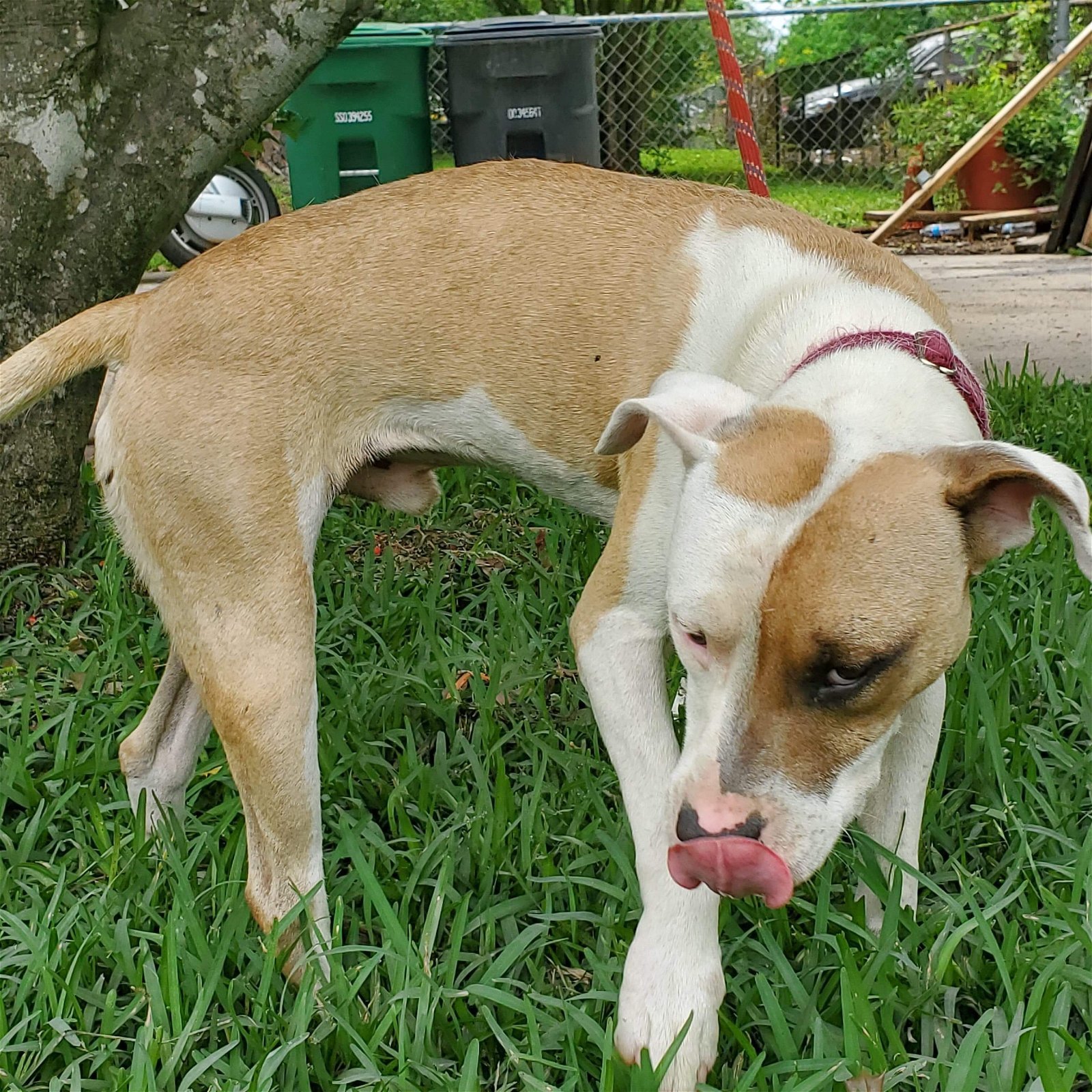 Blake (TX), an adoptable Pit Bull Terrier in New York, NY, 10075 | Photo Image 2