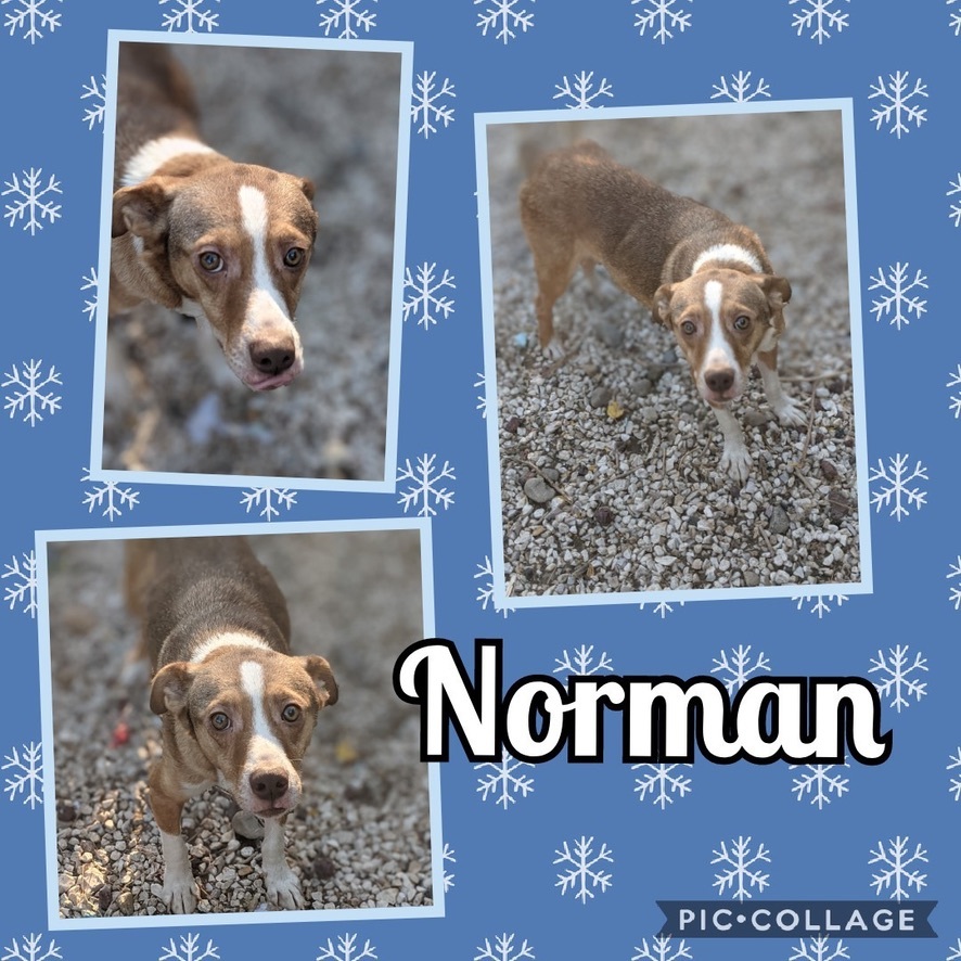 Norman, an adoptable Terrier in Amarillo, TX, 79105 | Photo Image 1