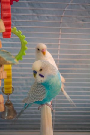 Adopt Budgies A Parakeet (other) 