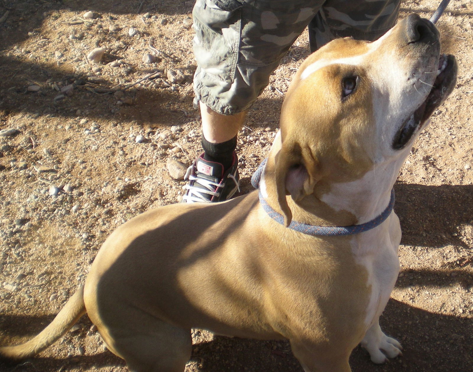 SARGE, an adoptable Pit Bull Terrier, Bull Terrier in Oro Valley, AZ, 85737 | Photo Image 2