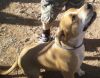 SARGE photo 2