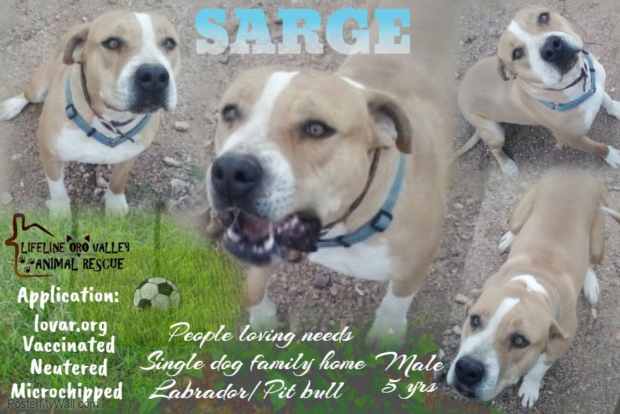 SARGE, an adoptable Pit Bull Terrier, Bull Terrier in Oro Valley, AZ, 85737 | Photo Image 1