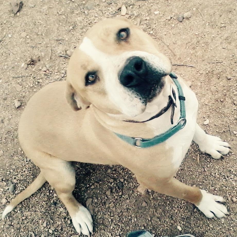 SARGE, an adoptable Pit Bull Terrier, Bull Terrier in Oro Valley, AZ, 85737 | Photo Image 3