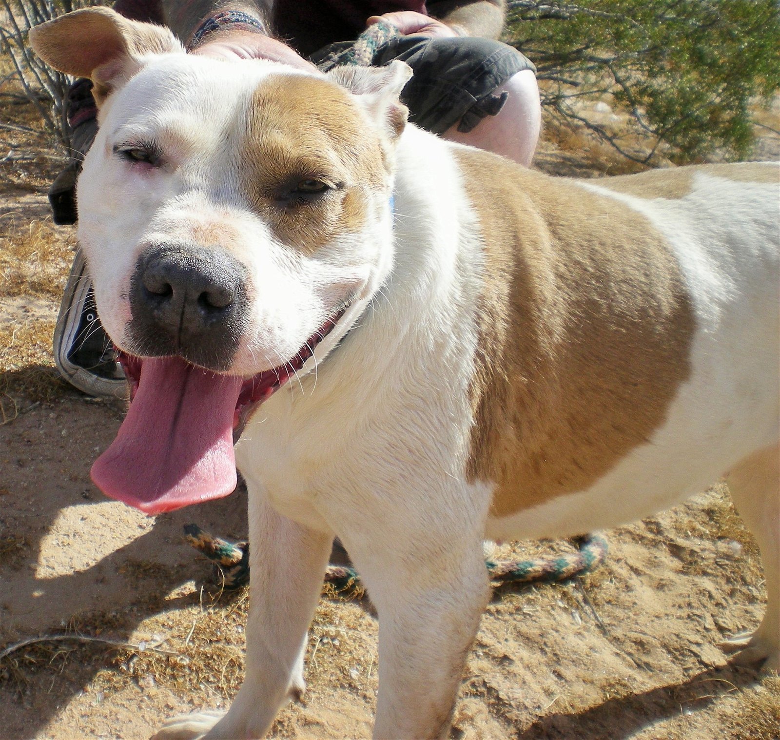 MILLIE, an adoptable Labrador Retriever, Pit Bull Terrier in Oro Valley, AZ, 85737 | Photo Image 2