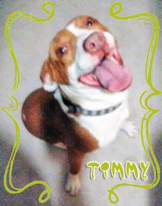 Timmy, an adoptable Foxhound, Pit Bull Terrier in Chula Vista, CA, 91921 | Photo Image 3