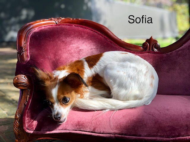 Sofia 2