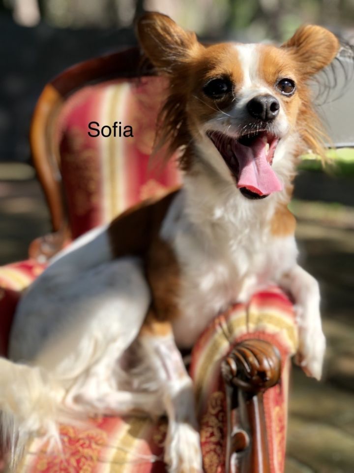 Sofia 6