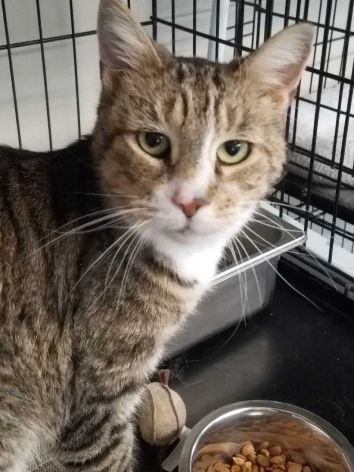 Cat For Adoption Drake A Domestic Short Hair In Eighty Four Pa