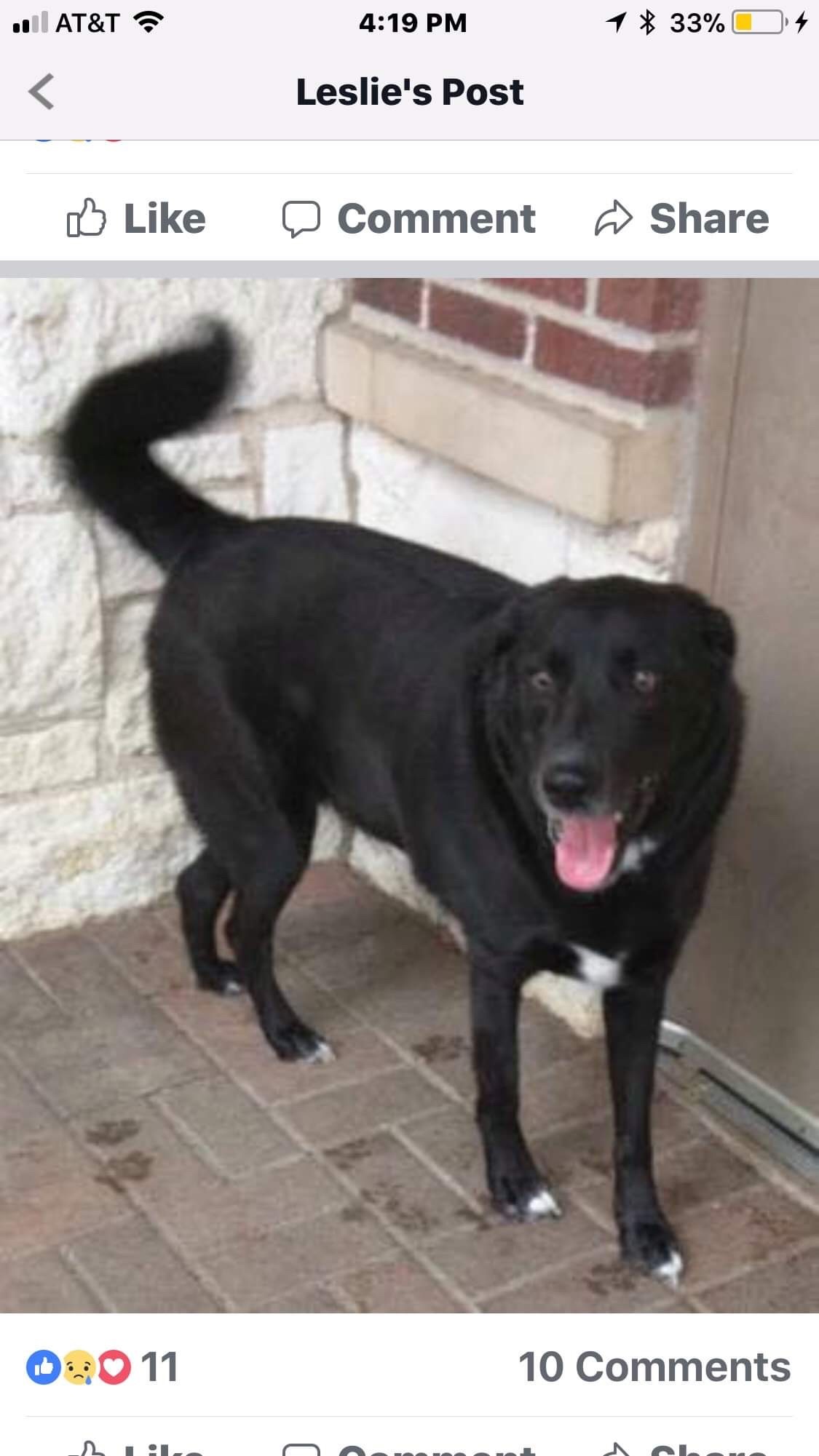 Orion, an adoptable Border Collie, Labrador Retriever in Cortlandt Manor, NY, 10567 | Photo Image 1