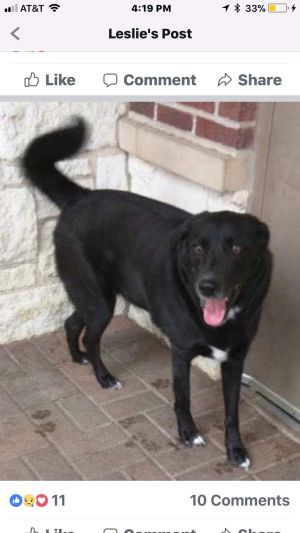 Orion Border Collie Dog