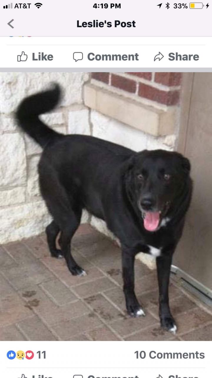 Dog For Adoption Orion A Border Collie Labrador Retriever Mix In Cortlandt Manor Ny Petfinder