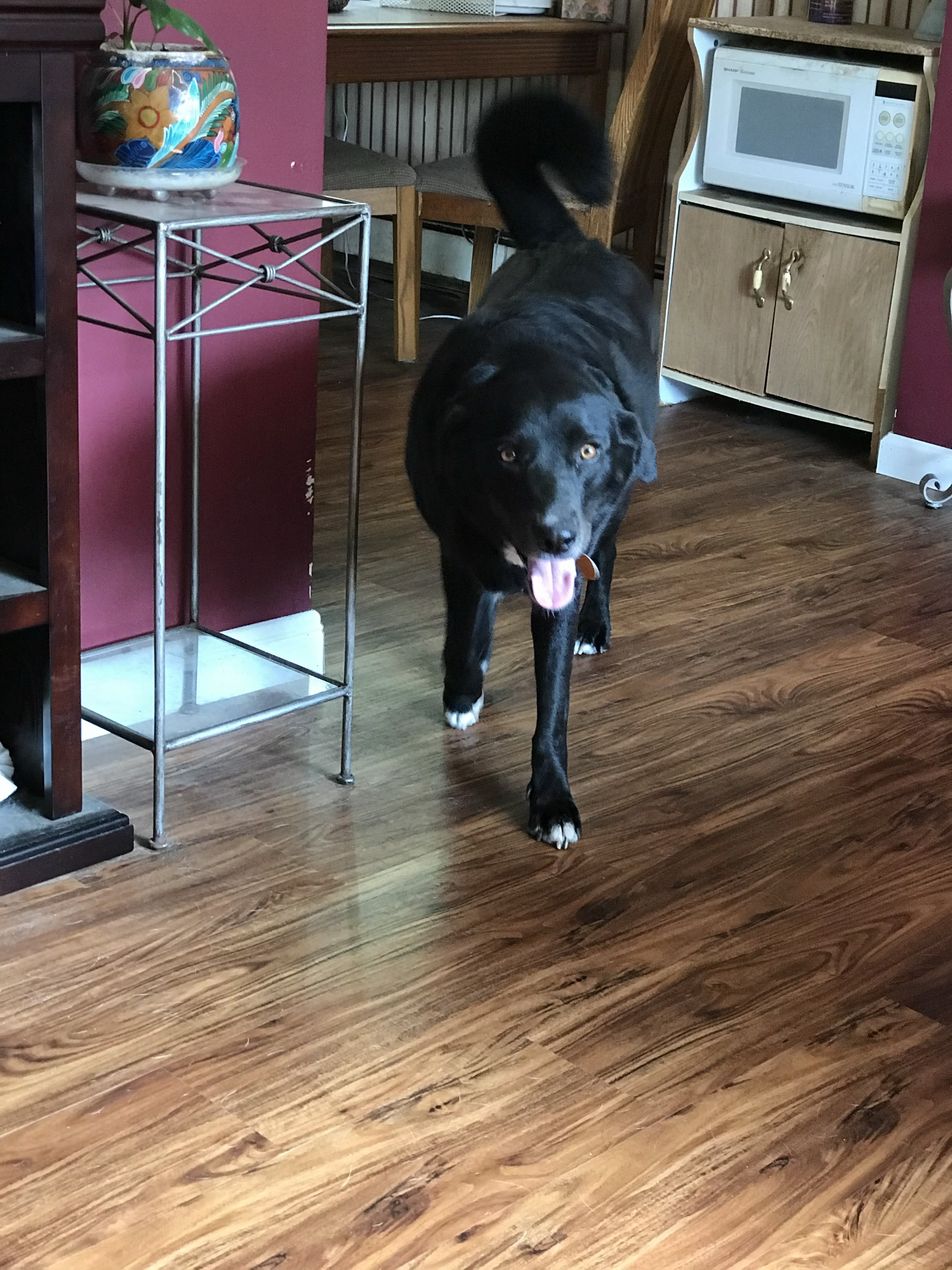 Orion, an adoptable Border Collie, Labrador Retriever in Cortlandt Manor, NY, 10567 | Photo Image 4