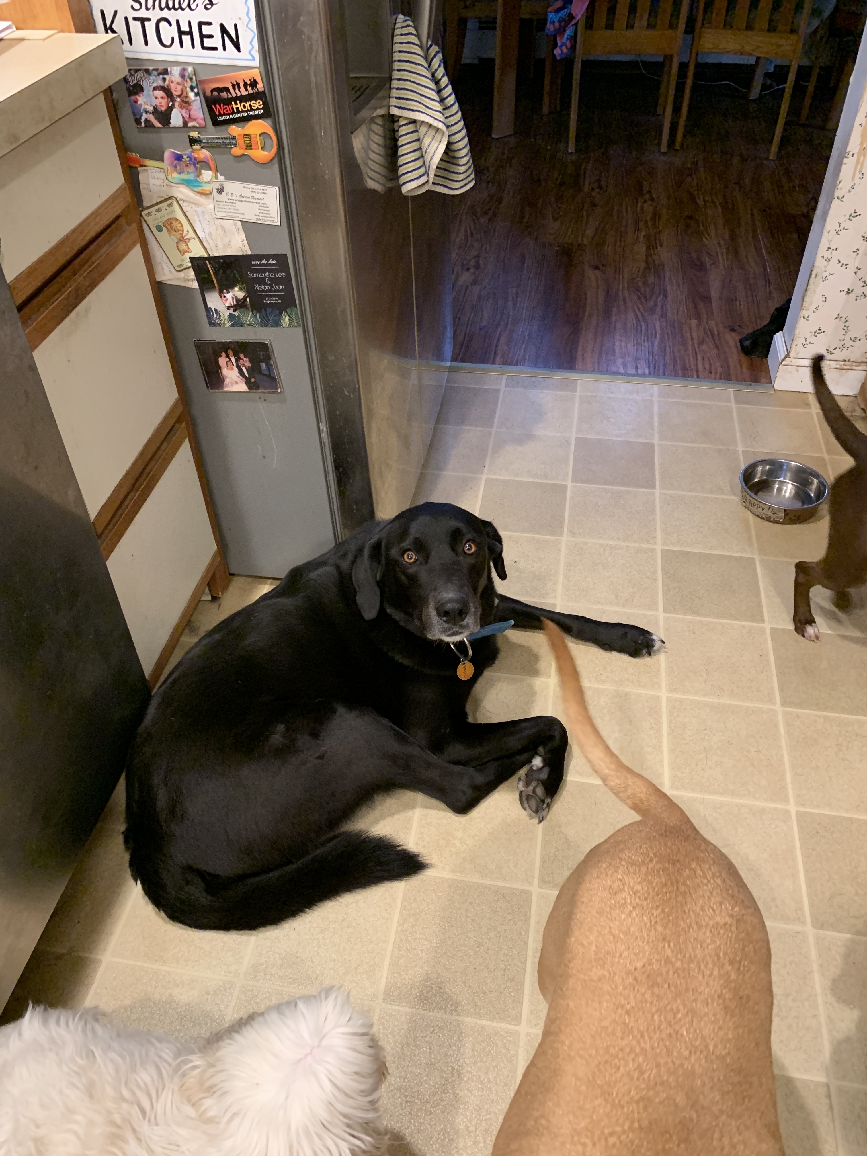 Orion, an adoptable Border Collie, Labrador Retriever in Cortlandt Manor, NY, 10567 | Photo Image 5