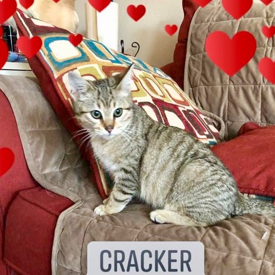 Cracker detail page