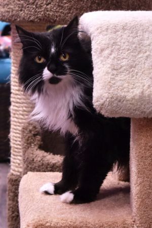 Cat For Adoption Stacey A Domestic Medium Hair In House Springs