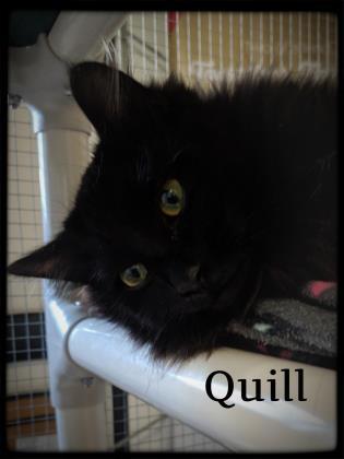 Quill 1