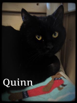 Quinn 1