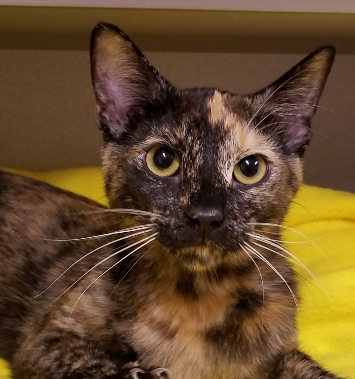 Cat for adoption - Guava, a Tortoiseshell in Whiting, IN | Petfinder