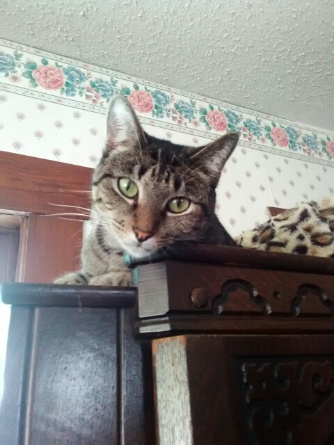 Morticia Addams, an adoptable Tabby in Fort Worth, TX, 76110 | Photo Image 1