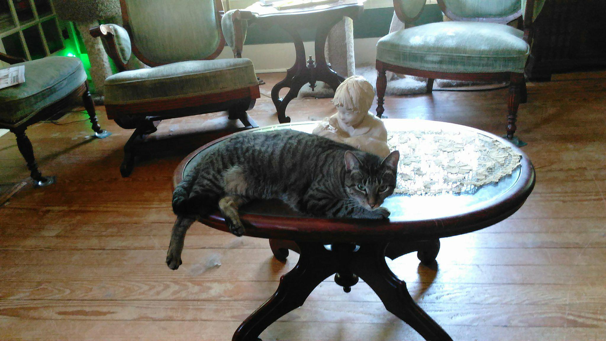 Morticia Addams, an adoptable Tabby in Fort Worth, TX, 76110 | Photo Image 2