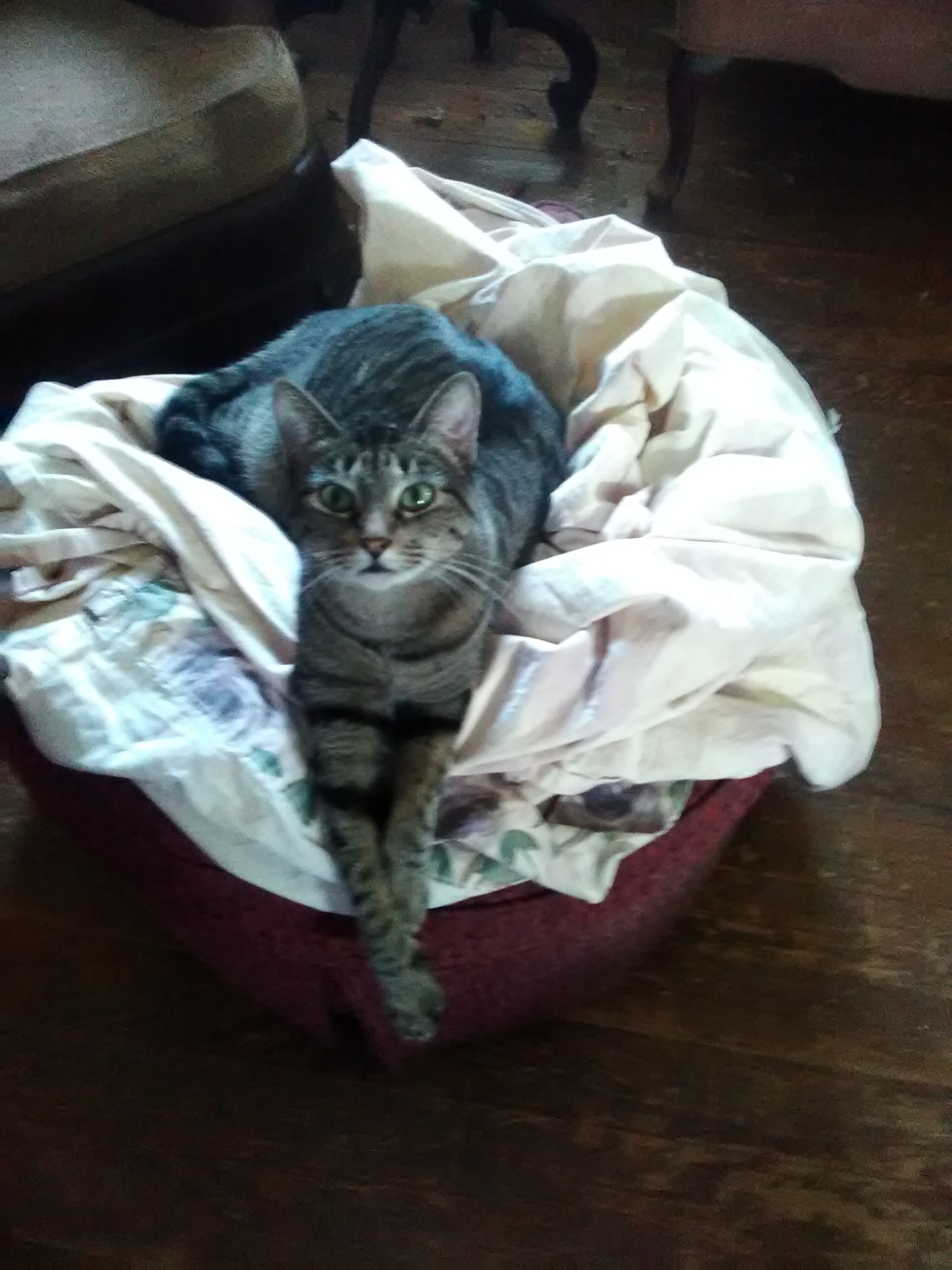 Morticia Addams, an adoptable Tabby in Fort Worth, TX, 76110 | Photo Image 3