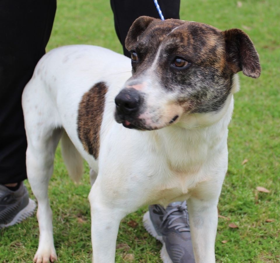 Roo, an adoptable Pointer, Mountain Cur in Troy, AL, 36081 | Photo Image 1