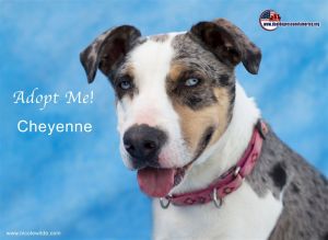 Cheyenne, Senior Female unknown