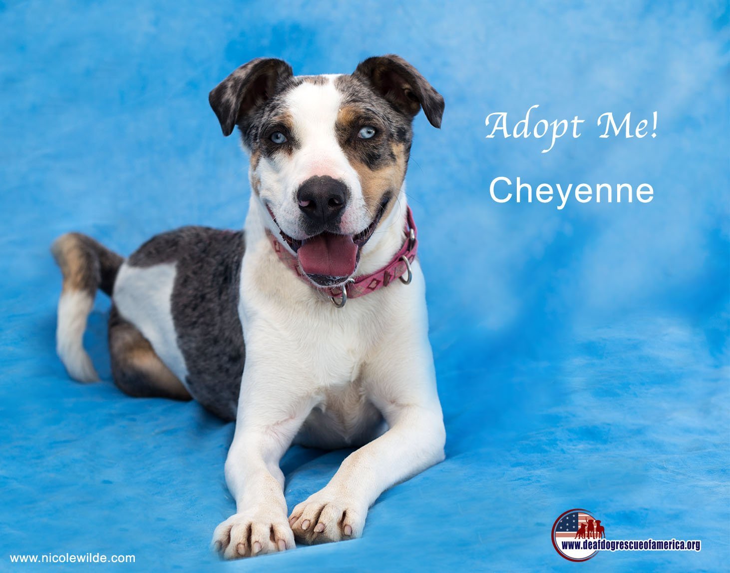 Cheyenne, an adoptable Catahoula Leopard Dog in Santa Clarita, CA, 91387 | Photo Image 2