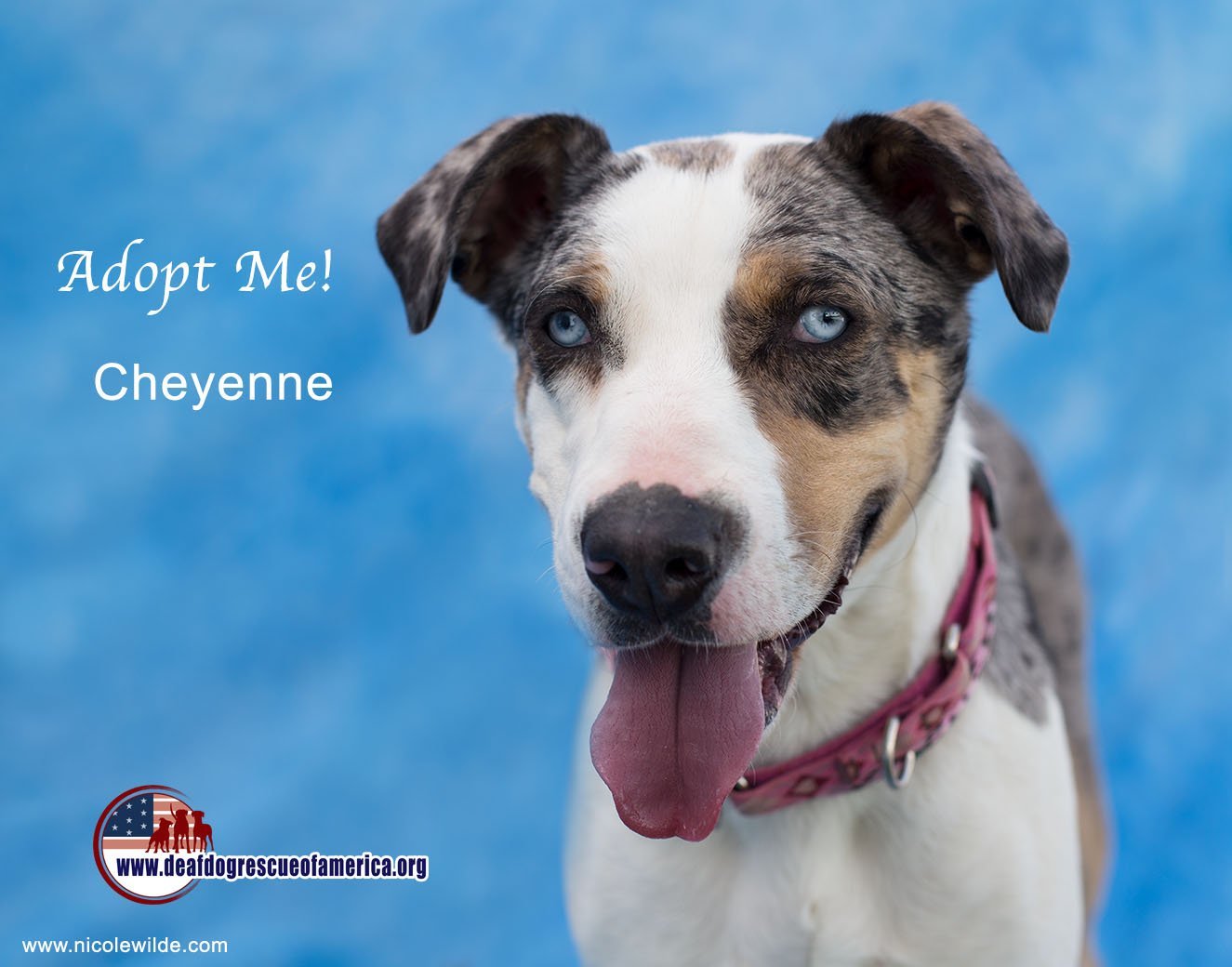 Cheyenne, an adoptable Catahoula Leopard Dog in Santa Clarita, CA, 91387 | Photo Image 3