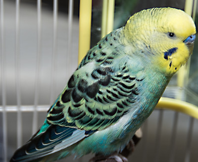 adoption - Parakeets, a Parakeet (Other 