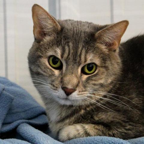 Furlicia, an adoptable Domestic Short Hair in Sheridan, WY, 82801 | Photo Image 1