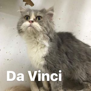 . Fuzzy Wuzzy Da Vinci Code Purrsian of Kuwait .
