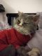 . Fuzzy Wuzzy Da Vinci Code Purrsian of Kuwait .