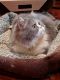 . Fuzzy Wuzzy Da Vinci Code Purrsian of Kuwait .