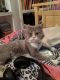 . Fuzzy Wuzzy Da Vinci Code Purrsian of Kuwait .