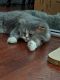 . Fuzzy Wuzzy Da Vinci Code Purrsian of Kuwait .
