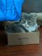. Fuzzy Wuzzy Da Vinci Code Purrsian of Kuwait .