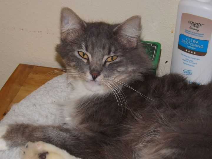 Cat For Adoption Manny A Maine Coon Mix In Simms Tx Petfinder