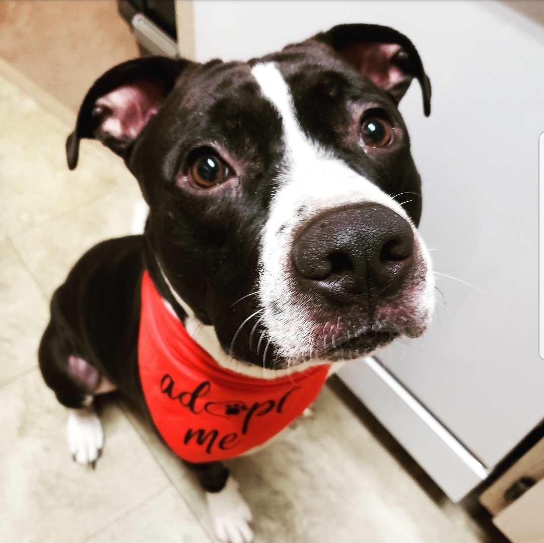 Marshall Mathers, an adoptable Pit Bull Terrier, American Bulldog in Blacklick, OH, 43004 | Photo Image 1