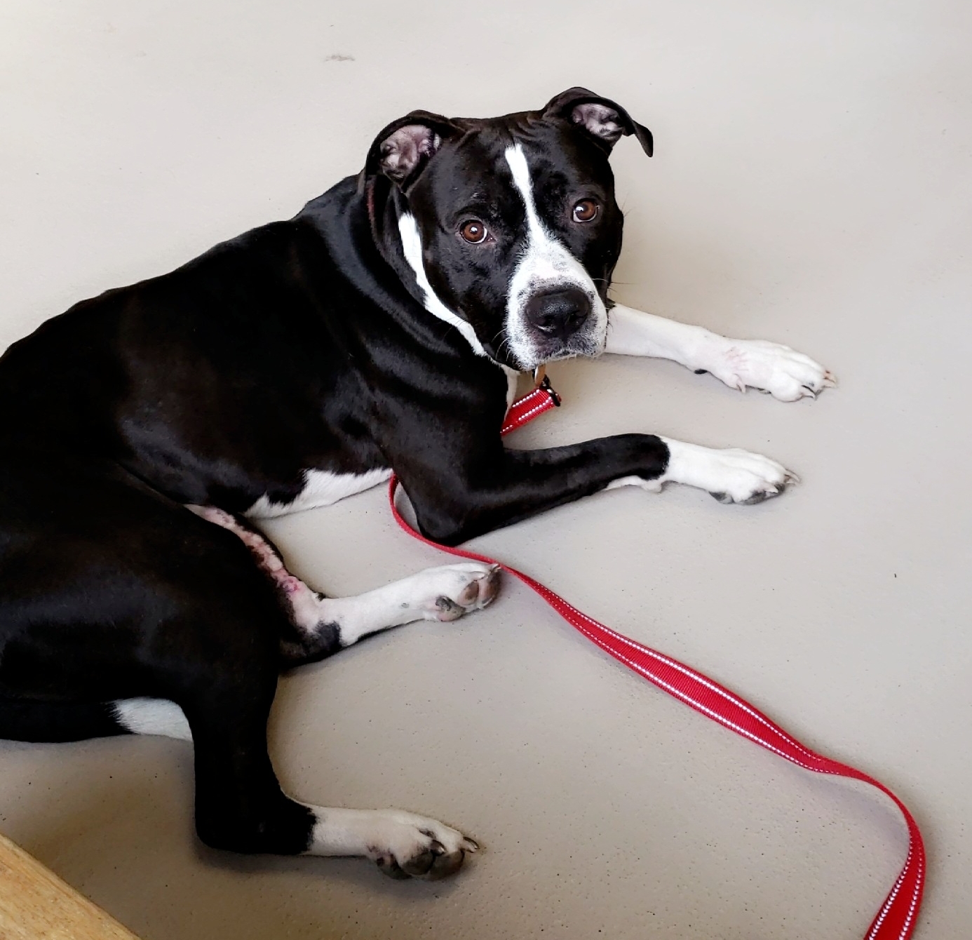 Marshall Mathers, an adoptable Pit Bull Terrier, American Bulldog in Blacklick, OH, 43004 | Photo Image 4