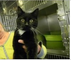 Male and female adult cats, an adoptable Domestic Short Hair in fort morgan, CO, 80701 | Photo Image 1