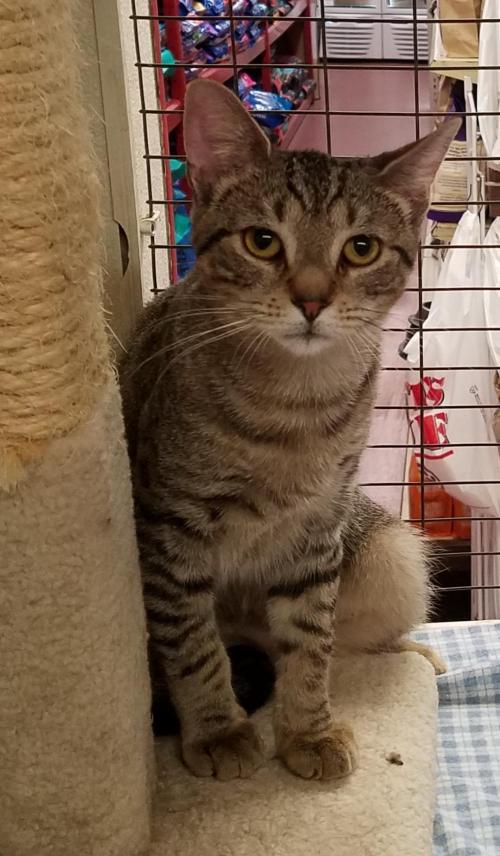 Cat For Adoption Jojo A Tabby Domestic Short Hair Mix In