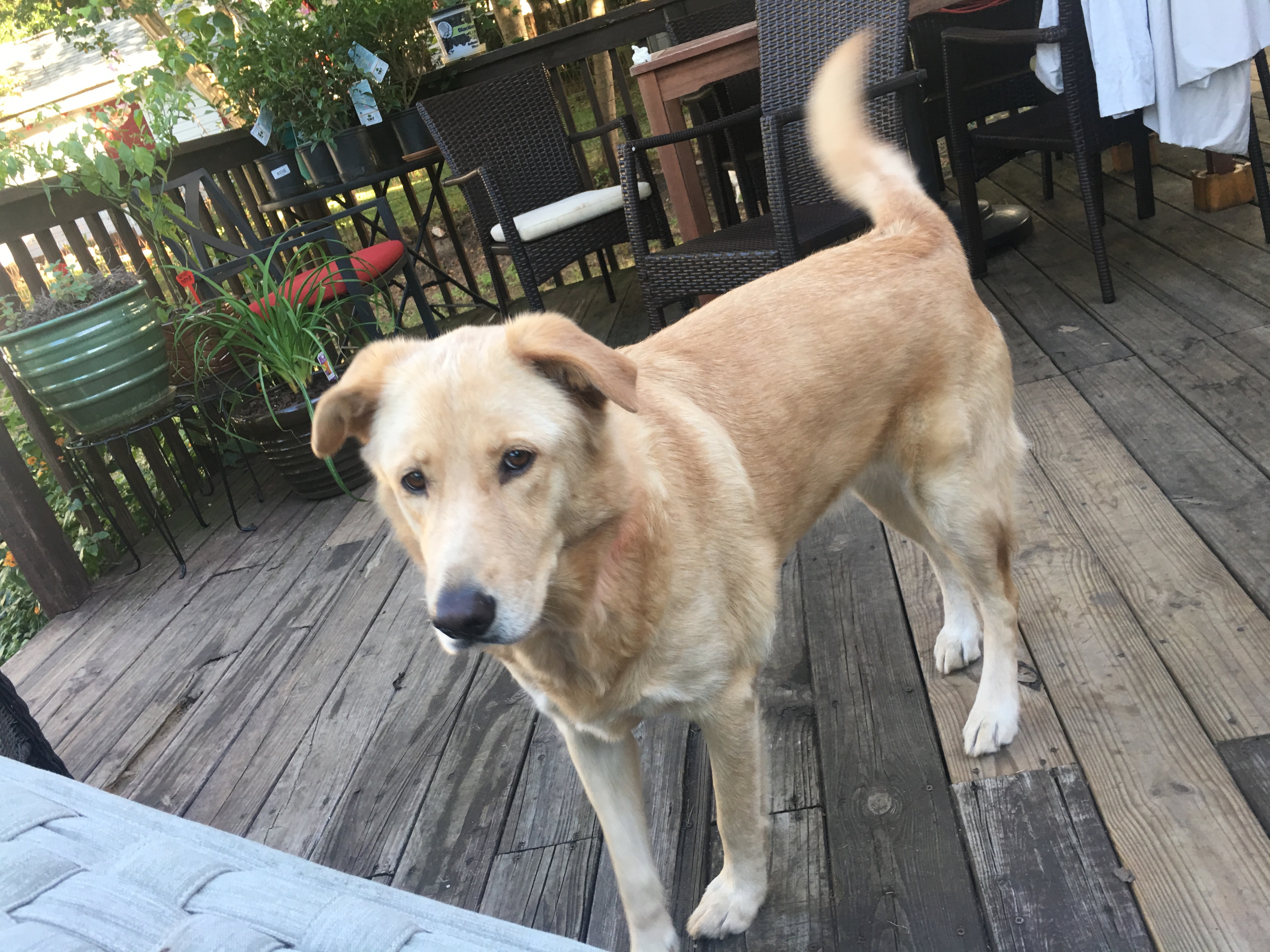 Colby, an adoptable Golden Retriever, Labrador Retriever in Irmo, SC, 29063 | Photo Image 3