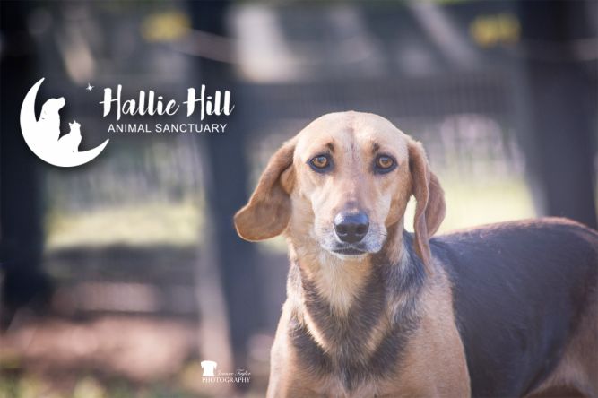 Dog for adoption - Hannah, a Hound Mix in Hollywood, SC | Petfinder